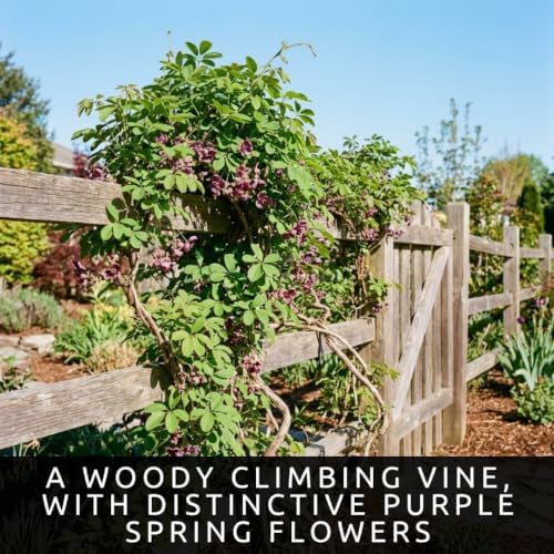 30 Chocolate Vine Seeds | Akebia Quinata Climbing Vine Seeds - Image 2