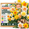 20 Mixed Daffodil Bulbs | Colorful Spring Flowers for Gardens and Borders by CZGrain