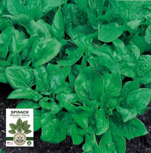 Collards, Kale, Spinach Seeds - Power Greens Variety Pack Collection: - Image 4