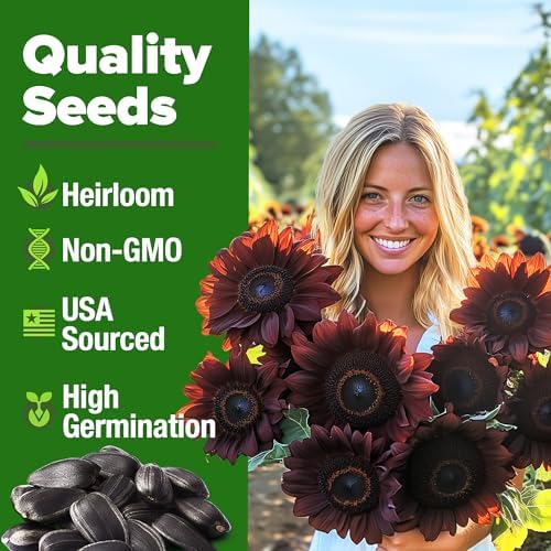 HOME GROWN Chocolate Cherry Sunflower Seeds, 75 Seeds, Helianthus annuus - Image 2