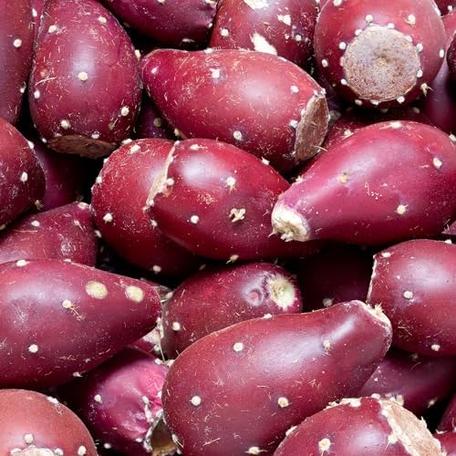 8 Months Old Purple Prickly Pear Cactus Plants Live Potted, 4-6 Inch Tall - Image 5