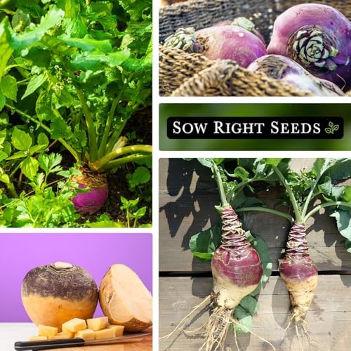 Sow Right Seeds - American Purple Top Rutabaga Seed for Planting Garden 2pk - Image 4