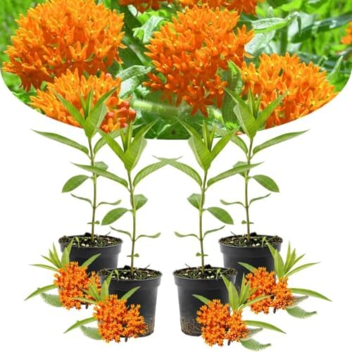 4 Orange Milkweed Asclepias Live Plants, Native Flower Plant, 4-9 Inch Tall - Image 7