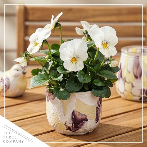 Pansy - White Blotch (4 Pack), Live Winter Flowering Annual, Beautiful Winter Color, 6" Tall by 4" Wide in 1 Pt Pot - Image 6
