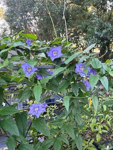 Thunbergia Grandiflora Plants | Pack of 2 (Two) | 5-9 Inch Blue Trumpet Vine | Sky Vine/Bengal Clock Vine | Fast-Growing Large Climber for Fences, Arbors & Privacy Screens - Image 6
