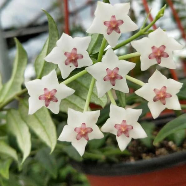 Rare Hoya Variegated Live Plant 5–7 Inches Tall, Rooted Wax Vine Houseplant, Tropical Indoor Climbing Hoya, Fragrant White Flowers, No Pot - Image 5