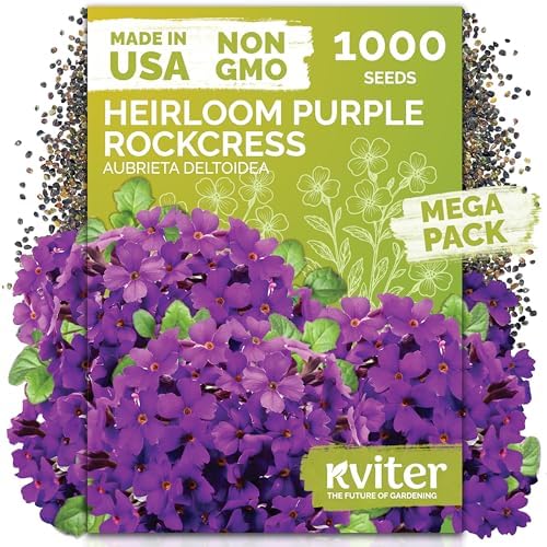 1,000 Purple Rock Cress Heirloom Flower Seeds, Aubrieta Deltoidea by KVITER