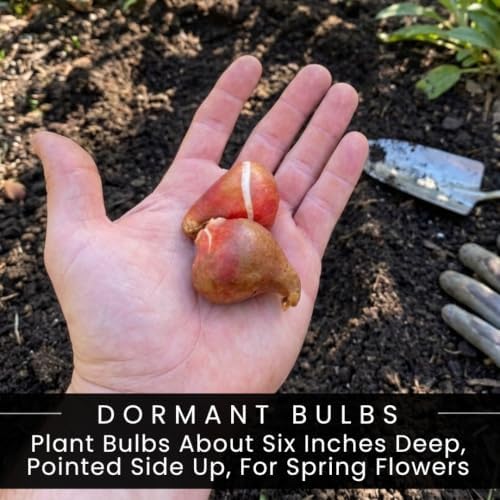 20 Pink Impression Tulip Bulbs | Tall Rosy-Pink Flowers for Spring Gardens - Image 3