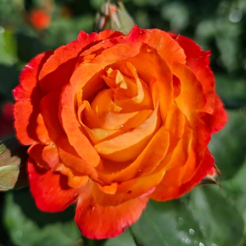 Orange Climbing Roses Live Plants, Fragrant Starter 5-9" Tall - Image 4