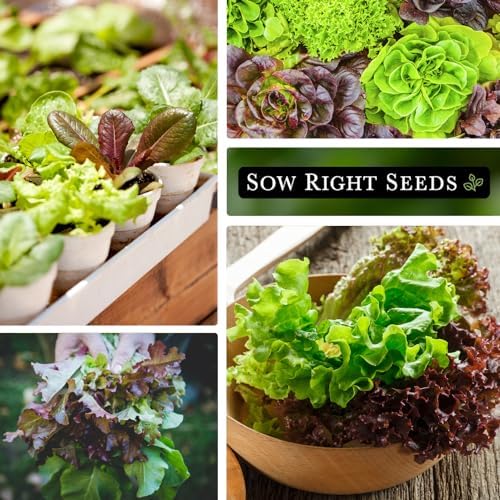 Sow Right Seeds- Heirloom Garden Blend Lettuce Seed for Planting Greens 2pk - Image 4