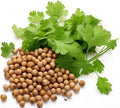 500+ Cilantro Seeds for Planting - Heirloom Non-GMO USA Grown Herb Seeds in Premium Protective Packaging - AKA Coriander, Chinese Parsley, Coriandrum Sativum - by RDR Seeds by RDRSeeds