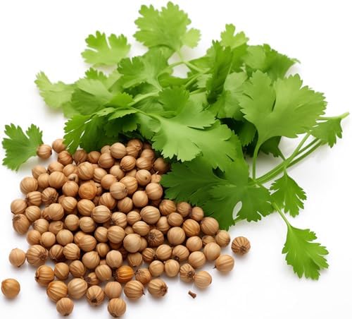 500+ Cilantro Seeds for Planting - Heirloom Non-GMO USA Grown Herb Seeds in Premium Protective Packaging - AKA Coriander, Chinese Parsley, Coriandrum Sativum - by RDR Seeds by RDRSeeds