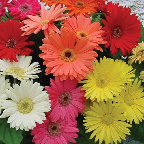Outsidepride Hybrids Mix Gerbera Seeds - 200 Pcs Perennial, Compact & Low Maintenance, Flower Seeds for Planting w/Vibrant Mixed Blooms, Ideal for Garden Landscaping & Cut Flower Arrangements by Outsidepride