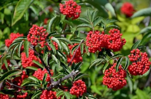 Live Scarlet Elderberry Plant American Elderberries Bush Sweet Berries Tree Red Sambucus Elderberry Plant 5-8" Tall 4" Pot - Image 4