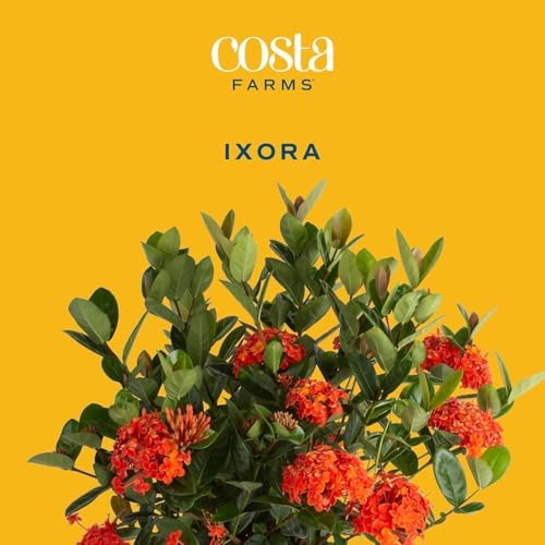 Costa Farms Ixora, Live Outdoor Plant, Easy Care, Home Decor - Image 3