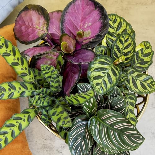 Pet Safe Calathea Plant 4PK, Prayer Plants Live Houseplants, 4 in. Pots - Image 5