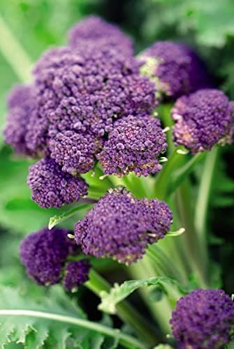 300 Purple Broccoli Seeds for Planting Heirloom Non GMO 1 gram Garden Vegetable Bulk Survival Allium cepa - Image 3