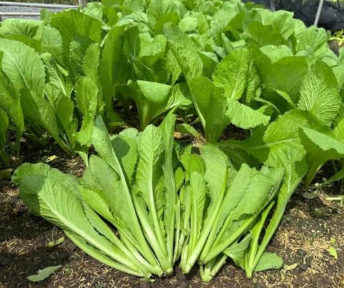 Broadleaf Mustard Green Seeds for Planting - Brassica Juncea - Image 2