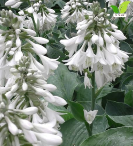 Votaniki Hosta Sieboldiana Elegans Bare Root Perennial Plant Huge Blue Gray Rounded Leaves Slug Resistant Shade Garden Plant White Midsummer Flowers Woodland Focal Point (Pack of 3) - Image 4