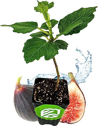 Violette de Bordeaux Fig Tree Live Plant - Ficus carica - Wellspring Gardens - Live Starter Fruit Plant for Your Indoor or Outdoor Garden by WellspringGardens