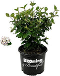 Korean Spice Viburnum, Live Deciduous Flowering Shrub, 3 Gallon by BloomingBeautiful