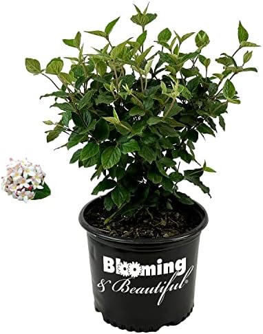 Korean Spice Viburnum, Live Deciduous Flowering Shrub, 3 Gallon by BloomingBeautiful