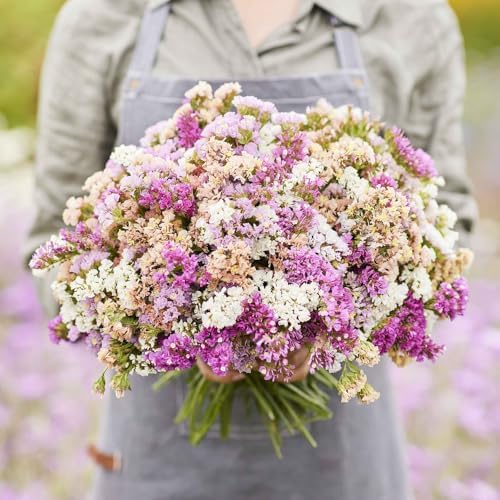 1000+ Mix Statice Pastel Seeds for Planting Outdoors-Annual Limonium Sinuatum Beautiful Flowers Seeds- Non-GMO Heirloom for Home Garden - Image 5