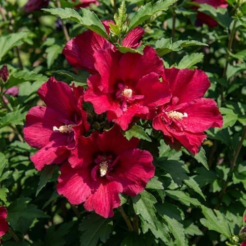 Red Rose of Sharon Live Plant, Vibrant Flowering Shrub, 8-10 Inch Tall - Image 6