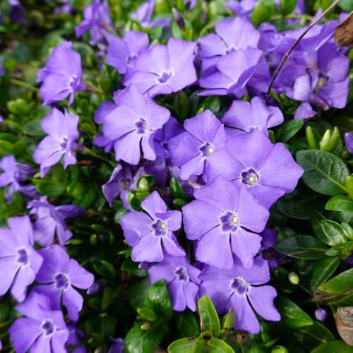 Vinca Plants - Vinca Minor, 4 Inch Size, Low Maintenance Evergreen Vine for Erosion Control and Shady Borders by GINGERGLOW