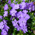 Vinca Plants - Vinca Minor, 4 Inch Size, Low Maintenance Evergreen Vine for Erosion Control and Shady Borders by GINGERGLOW