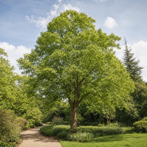 Sycamore | 3 Live Plants | Platanus Occidentalis | Fast Growing Shade Tree, Ornamental Landscape Plant, Ideal for Large Gardens, Beautiful Foliage, Low Maintenance, Perfect for Urban Areas - Image 2