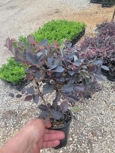 Cerise Charm™ Loropetalum (Chinese Fringe) - Live Plant - (1 QT) - Image 4