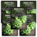 Romanesco Broccoli Seeds for Planting - Survival Garden Seeds (5 Packs) by SurvivalGardenSeeds