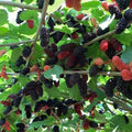 Illinois Mulberry Tree Live Plant, 5-8" Mulberry Starter Plant by GardenNurserySince1996
