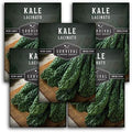 Lacinato Kale Seeds for Planting, Dinosaur Tuscan Variety - 5 Packs by SurvivalGardenSeeds