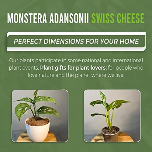 LEAL PLANTS ECUADOR Monstera Adansonii Swiss Cheese Plant (Pack of 2) Indoor houseplant | Live Plant Easy to Grow Indoor| Air Purifying Indoor Plant, Unique Gift for Plant Lovers - Image 5