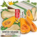 Seed Needs Waltham Butternut Squash Seeds to Plant Vegetables - 20 Packs by SeedNeeds
