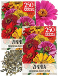 Seed Needs California Giants Zinnia Seeds to Plant Cut Flowers - 2 Packs by SeedNeeds