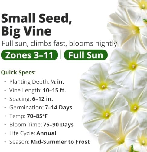 HOME GROWN Moonflower Seeds, 60 Seeds, Ipomoea alba - Image 3