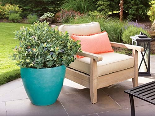 Bushel and Berry™ - Vaccinium Pink Icing (Blueberry) Edible-Shrub, , #2 - Size Container - Image 6