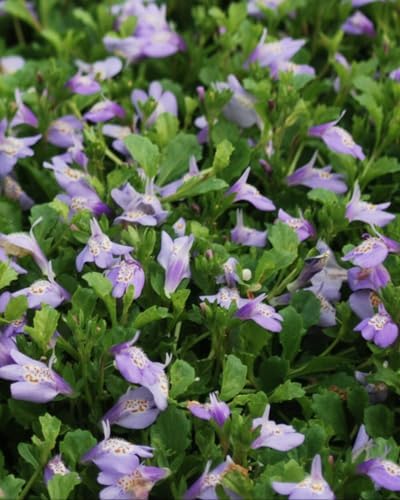 Perennial Farm Marketplace Mazus reptans (Creeping Blue) Live Groundcover, Size- 1 Quart, Bright Bluish Colored Flowers, Zones 5-8 - Image 5