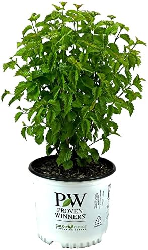 Proven Winners Blue Muffin Viburnum, Live Flowering Shrub, 3 Gallon by BloomingBeautiful