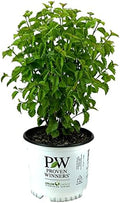 Proven Winners Blue Muffin Viburnum, Live Flowering Shrub, 3 Gallon by BloomingBeautiful