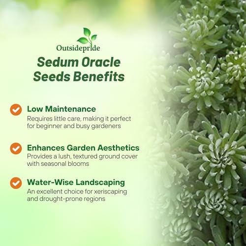 Outsidepride Oracle Sedum Seeds - 200 Pcs Perennial Ground Cover Seeds for Planting, Cold-Hardy & Heat-Tolerant Succulent Plants, Ideal for Rock Gardens, Containers, and Xeriscaping - Image 3