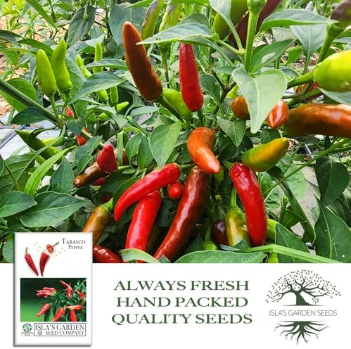 Tabasco Red Hot Chili Pepper Seeds (Capsicum frutescens) – 50+ Non-GMO Heirloom Seeds by Isla’s Garden Seeds, Fiery Compact Variety Producing Red Peppers w Bold Tangy Heat, Hot Sauces, Salsas & Drying - Image 4
