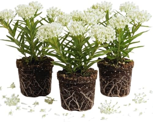 3 White Milkweed Live Plants, Milkweed Flower Plant, 5-7 Inc by PlantsSeedsBulbs