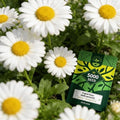 English Daisy Seeds for Planting Outdoor, Tiny Daisy Buttons, 5,000 Seeds by Unknown