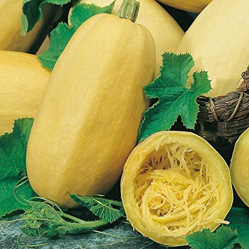 Seeds Zucchini Spaghetti - Heirloom Vegetable - GMO Free - Image 2