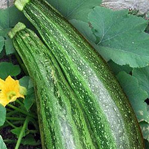 Sustainable Seed Co Caserta Zucchini Seeds - 5 LB Bulk ~18,000 Seeds by SustainableSeed