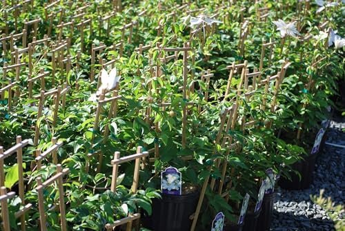 Perennial Farm Clematis 'Henryii' Hybrid – Live Flowering Vine in 4 Quart Container, Large Pure White Blooms with Creamy Centers, Long Blooming, Ideal for Trellises, Arbors & Classic Garden Displays - Image 5